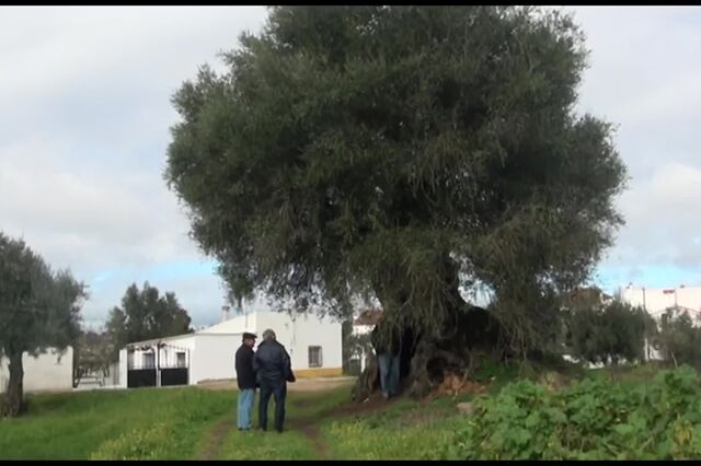 Aldeia em Abrantes debate transferência de oliveira milenar para Londres