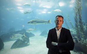 João Falcato CEO do Oceanário de Lisboa 