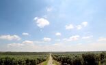 olival terreno agricultura