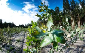 Proprietários e indústrias querem plantar eucaliptos em matos para reduzir riscos