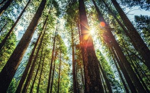 Principais novidades na reforma da floresta