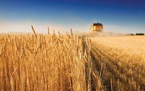 Seca contribuiu para a segunda pior campanha de cereais dos últimos 100 anos