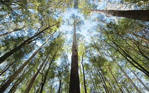 A Reforma da Floresta