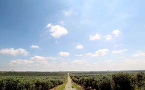 olival terreno agricultura