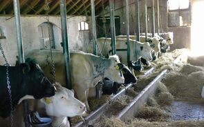 Procura-se sangue novo na agro-pecuária