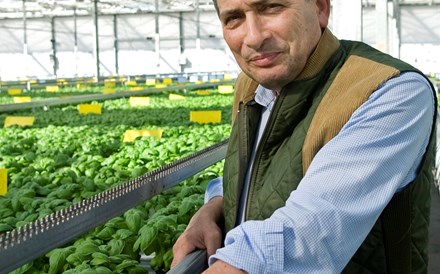 Deputado 'Limiano' ajuda suecos a crescerem nas ervas aromáticas