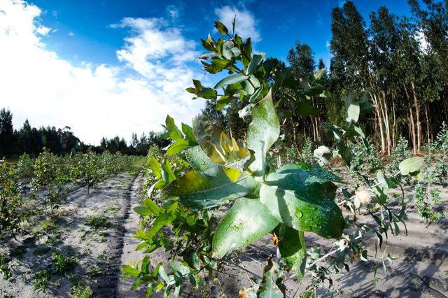 Reforma florestal prevê proibição de novas plantações de eucaliptos