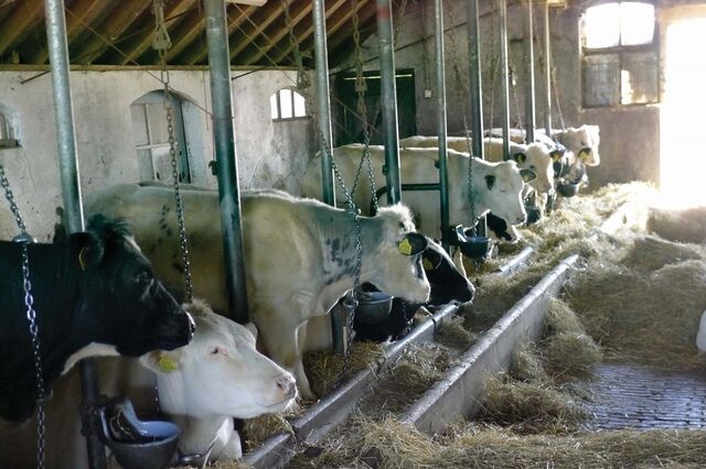 Procura-se sangue novo na agro-pecuária