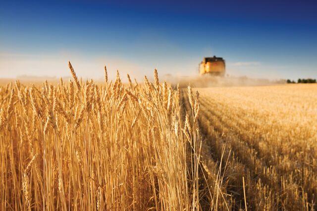 Inverno seco e Primavera chuvosa penalizaram as vinhas mas vão ajudar a produção de cereais