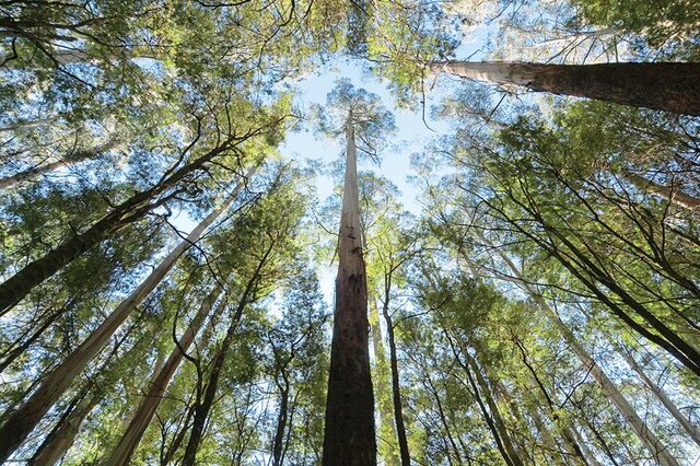 A Reforma da Floresta
