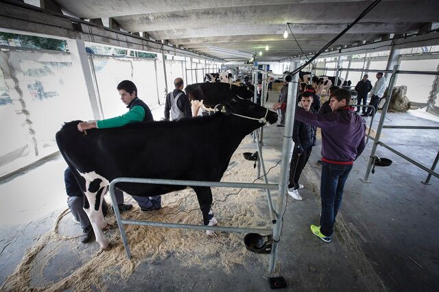 Portugal já importa quase o dobro da carne que exporta 