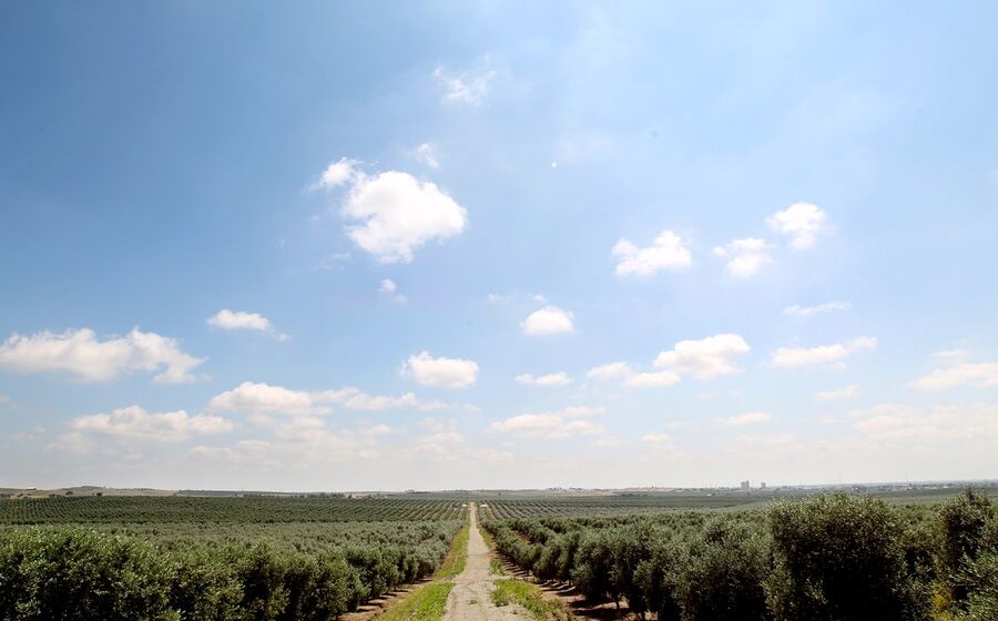 olival terreno agricultura