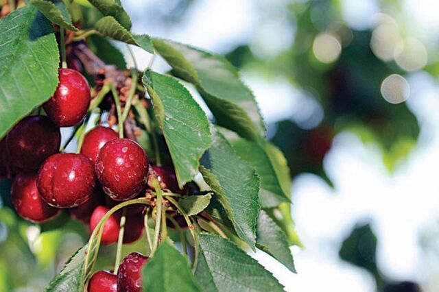 Produção de cereja deve triplicar este ano