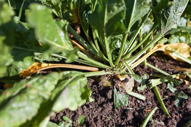 Frio europeu lança nuvem sobre produção regional de açúcar