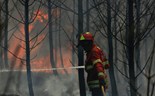 Benefícios fiscais na floresta  adiados para Setembro