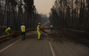 Incêndios: Limpeza nas linhas do Minho, Douro, Beira Alta e Baixa tem prioridade