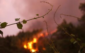 Figueiró dos Vinhos estima que tenha ardido 75% da floresta do concelho
