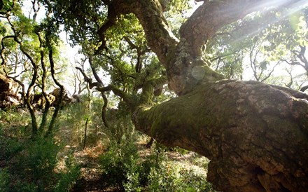 Reforma da floresta avança com os votos da esquerda