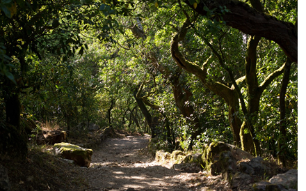 Infografia: A economia da floresta portuguesa