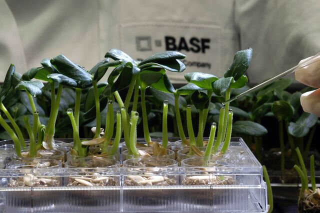 BASF: energia e protecção climática