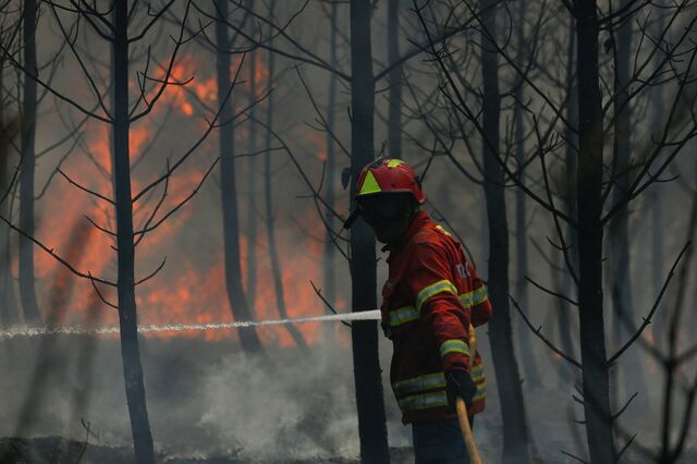 Benefícios fiscais na floresta  adiados para Setembro