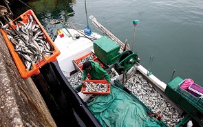 Associação perplexa com organismo que recomenda suspensão da pesca da sardinha