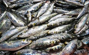 Sardinha: ambientalistas defendem que pesca deve reorientar-se para outras espécies