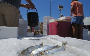 Pescadores do Norte garantem sardinha 'abundante e de qualidade' para o S. João