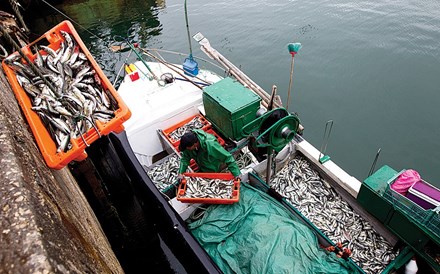 Pesca da sardinha está interdita em três zonas do país 