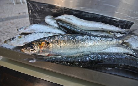 Portugal capturou mais 20% de sardinha do que devia 