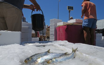 Sardinha é o peixe que dá mais dinheiro 