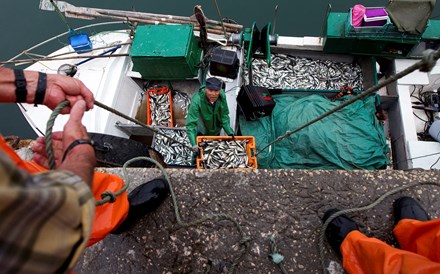 Pesca da sardinha está proibida até Maio