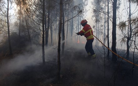CAP pede ajuda extraordinária para agricultores afectados pelos incêndios