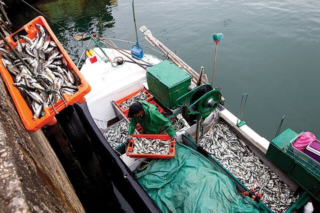 Governo: Pesca da sardinha deverá ser proibida em zonas do Norte e Centro