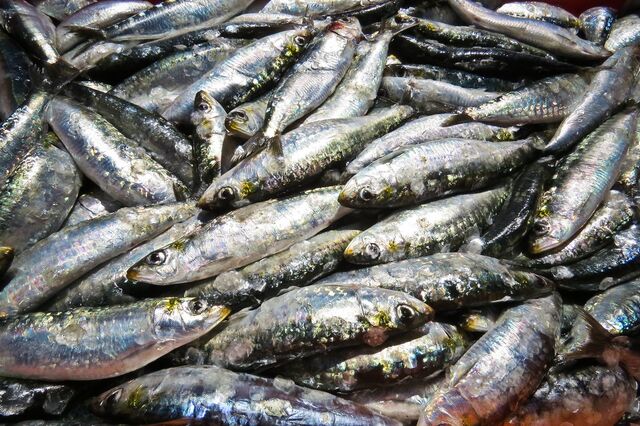 Portugal continua a importar mais do dobro de sardinha do que exporta