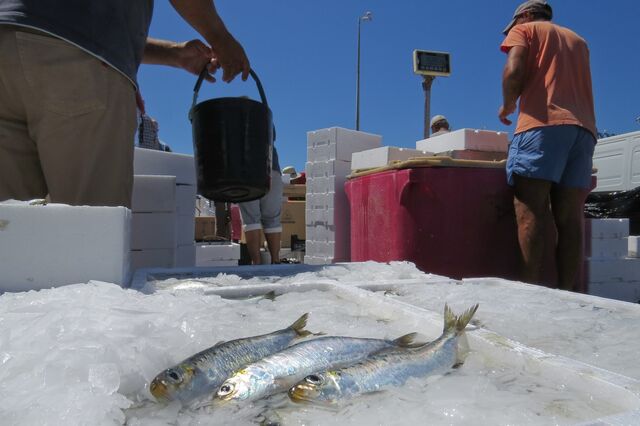 O mundo da sardinha mudou. E agora? 