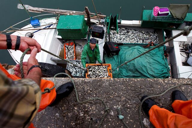 Ambientalistas: a sardinha é de todos e não apenas dos pescadores
