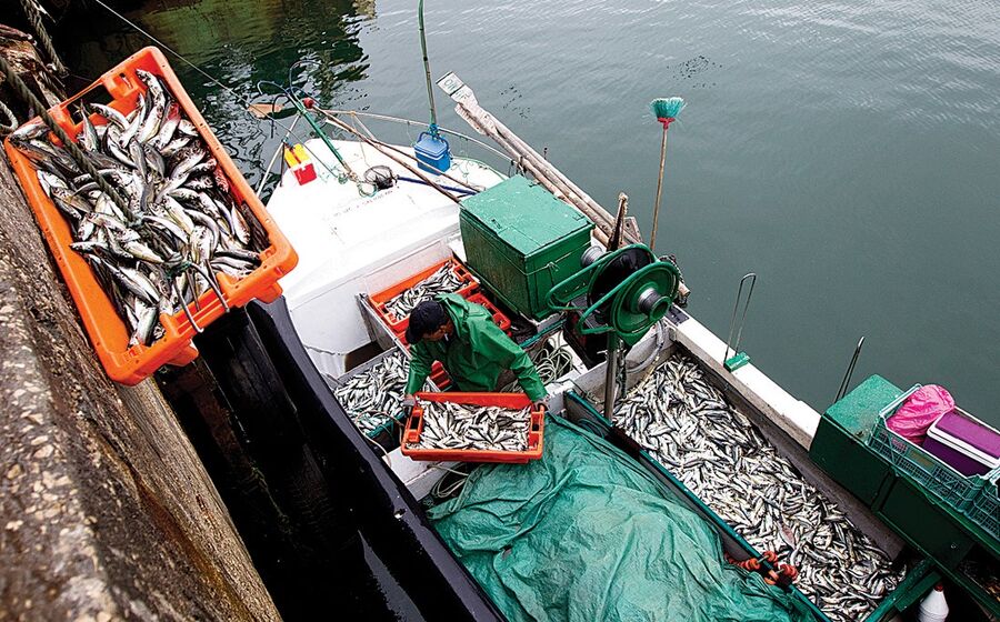 Sardinha