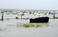 harvey