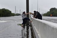 harvey