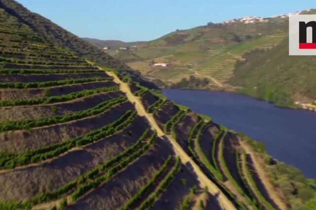 Projecções para produção de vinho em 40 segundos