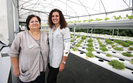 Esta nova valência é coordenada por Conceição Oliveira e Cecília Vieira, que incentivaram a criação da estufa para dar ocupação aos utentes.