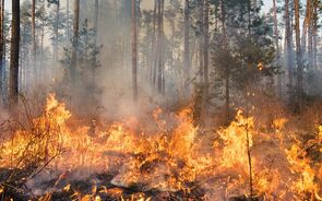 Mais de 5 milhões de euros para as vítimas do incêndio de Pedrógão Grande.