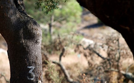 Associação da Cortiça expressa 'profunda preocupação' com abate de sobreiros pela EDP