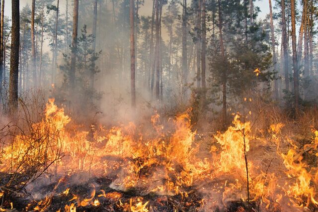 Mais de 5 milhões de euros para as vítimas do incêndio de Pedrógão Grande.