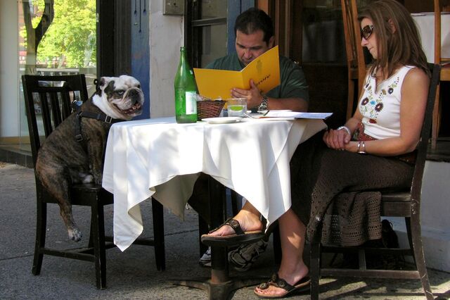 Animais de estimação vão poder entrar em restaurantes sinalizados