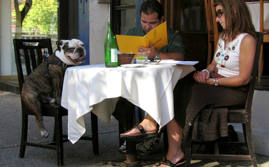 animais restaurante