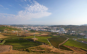 Vinho, Lisboa, vinhas
