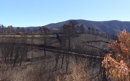 Incêndios: Pampilhosa da Serra perdeu 80% da floresta e 500 habitações foram afectadas 