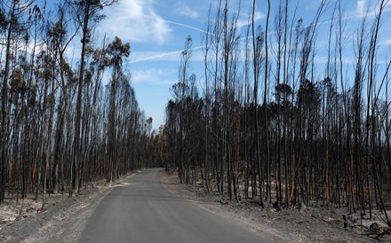 Florestas: Proprietários de Pedrógão vão ser convidados a vender ou arrendar terrenos